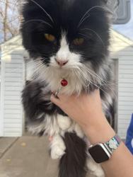 Lost Male Cat last seen Sixth Street, Amarillo, TX 79106