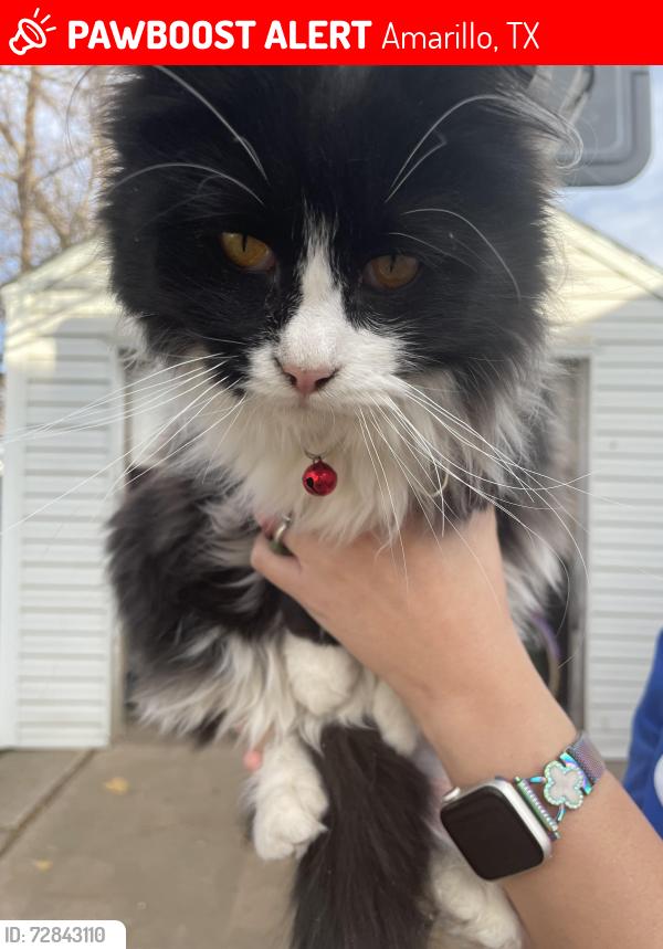 Lost Male Cat last seen Sixth Street, Amarillo, TX 79106
