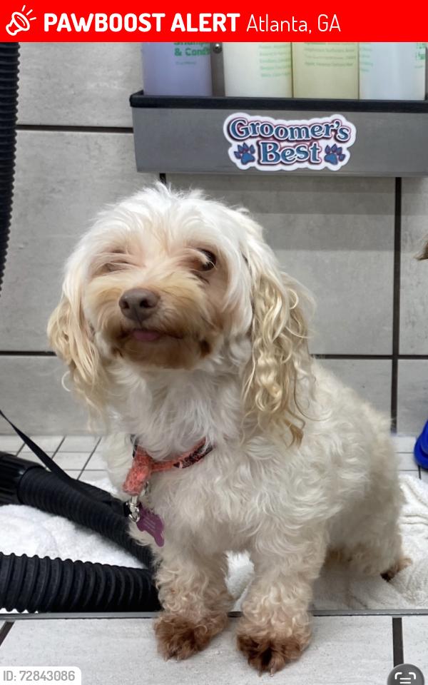 Lost Female Dog last seen Near arrive Buckhead apmts, Atlanta, GA 30324