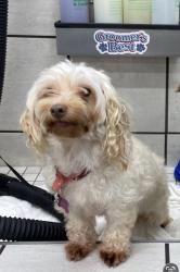 Lost Female Dog last seen Near arrive Buckhead apmts, Atlanta, GA 30324