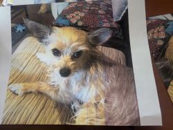 Reunited Female Dog last seen Stanford and Indian School UNM North Campus, Albuquerque, NM 87106