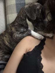 Lost Male Dog last seen 24st and roser, Phoenix, AZ 85040