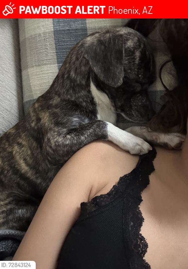 Lost Male Dog last seen 24st and roser, Phoenix, AZ 85040
