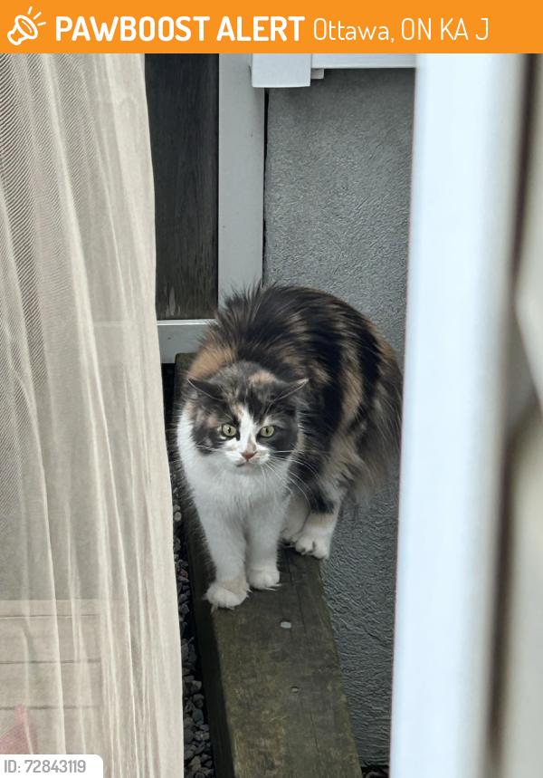 Found/Stray Unknown Cat last seen Near Allegro way and Goldenbrook, Ottawa, ON K4A 0J8
