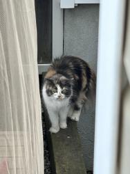 Found/Stray Unknown Cat last seen Near Allegro way and Goldenbrook, Ottawa, ON K4A 0J8
