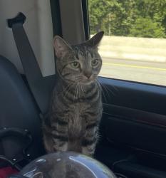 Lost Female Cat last seen 1st & Gibbs, Portland, OR 97239