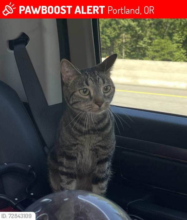 Lost Female Cat last seen 1st & Gibbs, Portland, OR 97239