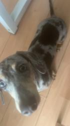 Lost Female Dog last seen Kirby drive, Luton, Luton, England LU3 4AJ