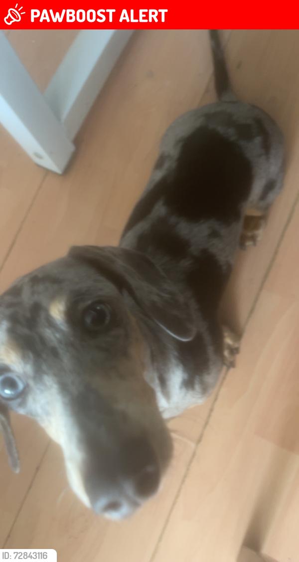 Lost Female Dog last seen Kirby drive, Luton, Luton, England LU3 4AJ