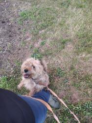 Found/Stray Unknown Dog last seen 25th St and liberty ave, Winston-Salem, NC 27105