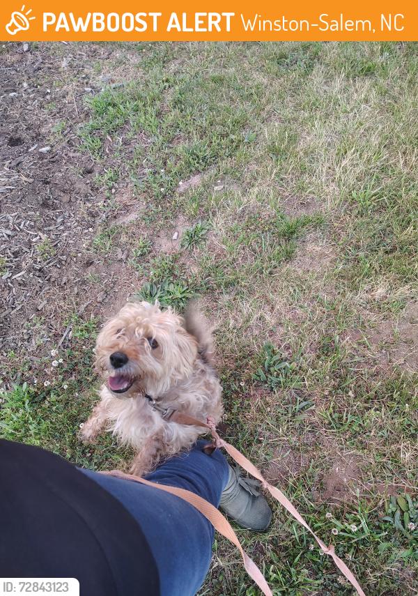 Found/Stray Unknown Dog last seen 25th St and liberty ave, Winston-Salem, NC 27105
