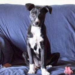 Shelter Stray Female Dog last seen , Memphis, TN 38133