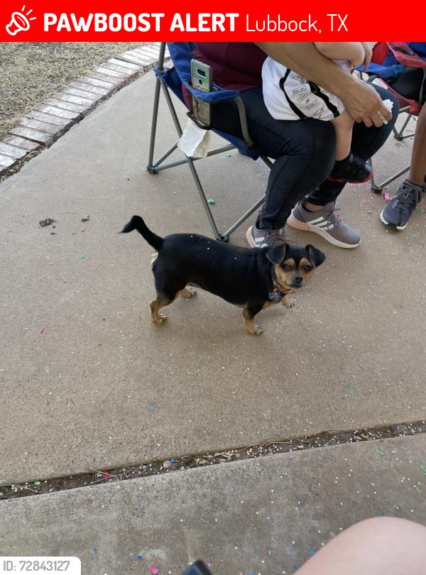 Lost Female Dog last seen 108th and Boston, Lubbock, TX 79423