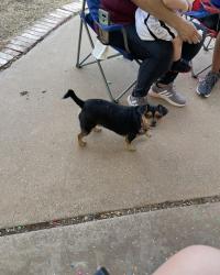 Lost Female Dog last seen 108th and Boston, Lubbock, TX 79423