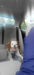 Found/Stray Male Dog last seen Sunset Park , Florissant, MO 63031