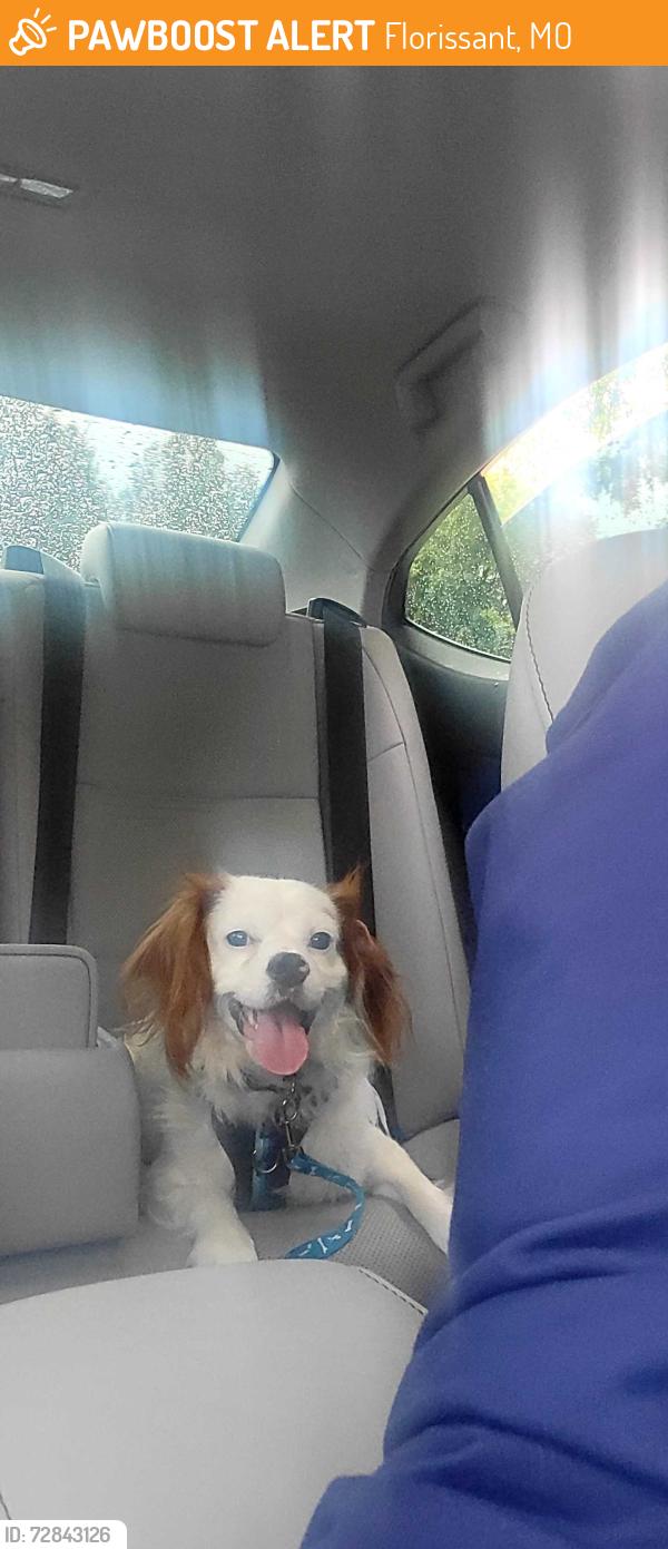 Found/Stray Male Dog last seen Sunset Park , Florissant, MO 63031