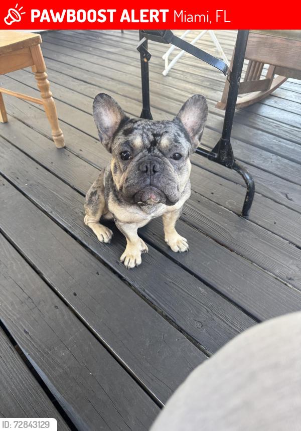 Lost Male Dog last seen 27th ave and 14 st nw, Miami, FL 33125