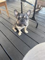 Lost Male Dog last seen 27th ave and 14 st nw, Miami, FL 33125