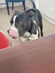 Found/Stray Male Dog last seen 29th and Vicki, Del City, OK 73115