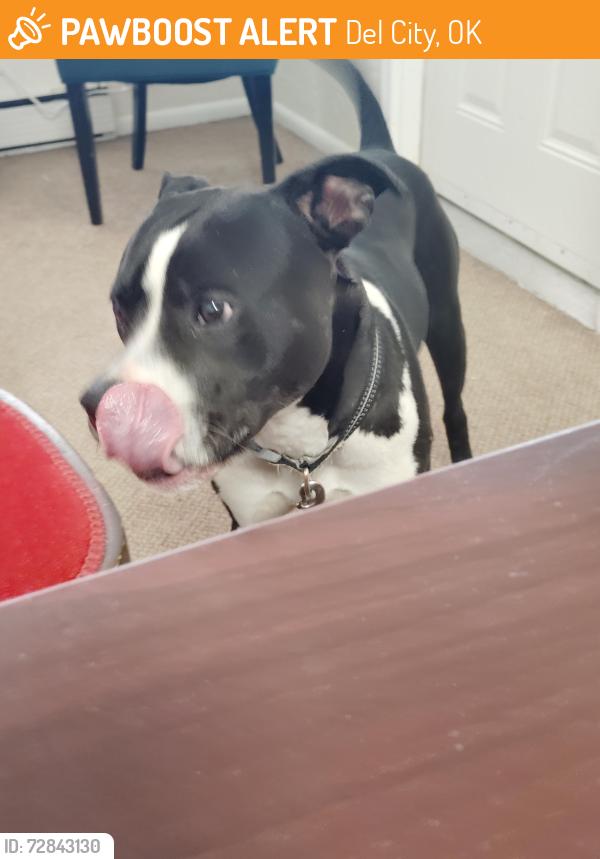 Found/Stray Male Dog last seen 29th and Vicki, Del City, OK 73115