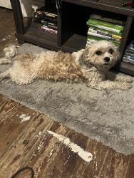 Lost Male Dog last seen Maryland ave , Wilmington, DE 19805