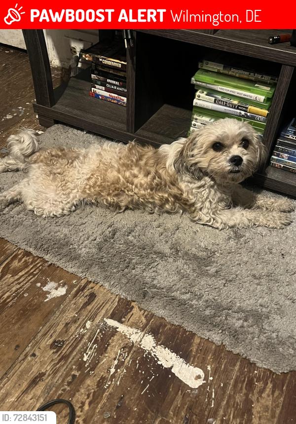 Lost Male Dog last seen Maryland ave, Wilmington, DE 19805