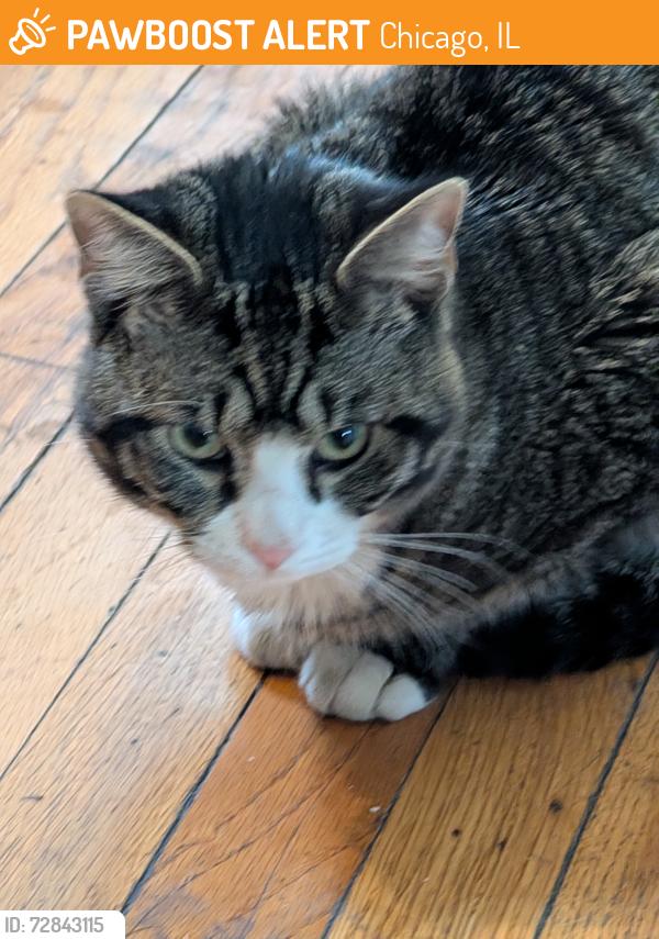 Found/Stray Male Cat last seen 71st and Washtenaw Ave, Chicago, IL 60629