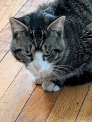 Found/Stray Male Cat last seen 71st and Washtenaw Ave, Chicago, IL 60629