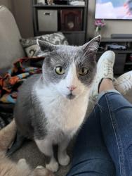 Lost Male Cat last seen 136th Place and Spruce Street, Brighton, CO 80602