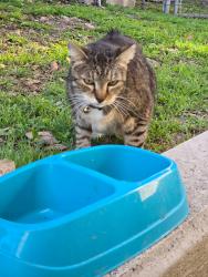 Found/Stray Unknown Cat last seen Easter Seal , San Antonio, TX 78229