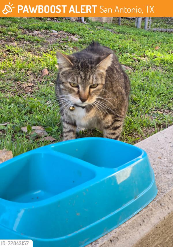Found/Stray Unknown Cat last seen Easter Seal , San Antonio, TX 78229
