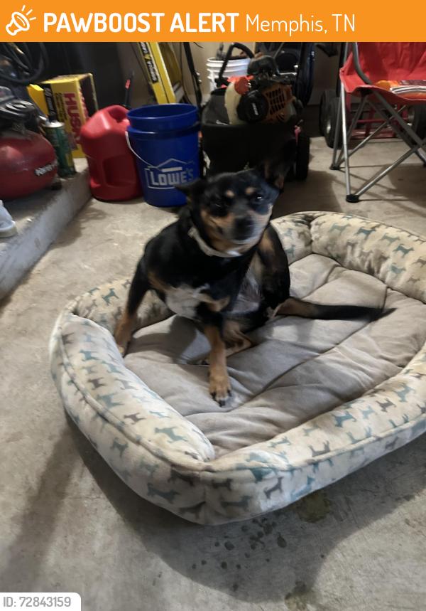 Found/Stray Female Dog last seen Walnut bend, Memphis, TN 38018