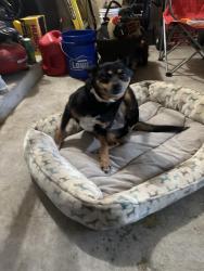 Found/Stray Female Dog last seen Walnut bend, Memphis, TN 38018