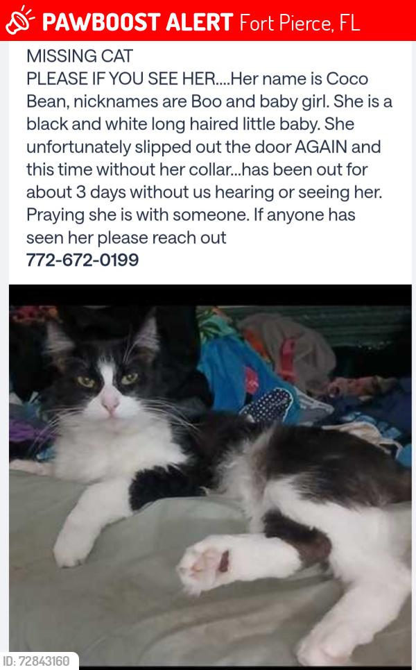 Lost Female Cat last seen Kirby Loop Road , Fort Pierce, FL 34981
