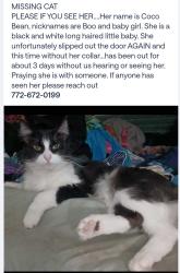 Lost Female Cat last seen Kirby Loop Road , Fort Pierce, FL 34981
