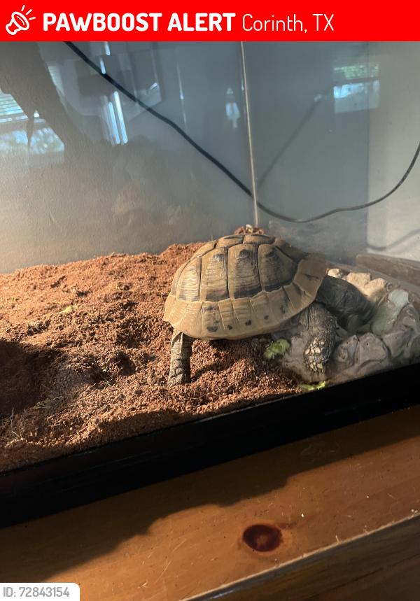 Lost Male Other last seen Fairview dr , Corinth, TX 76210
