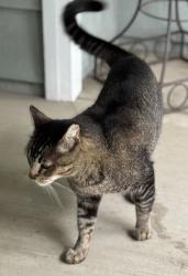 Found/Stray Male Cat last seen Haverhill, Modesto, CA 95356