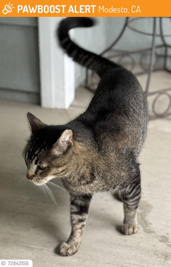 Found/Stray Male Cat last seen Haverhill, Modesto, CA 95356