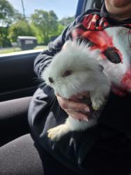 Found/Stray Unknown Rabbit last seen Ault rd and Houston dr , Knoxville, TN 37914