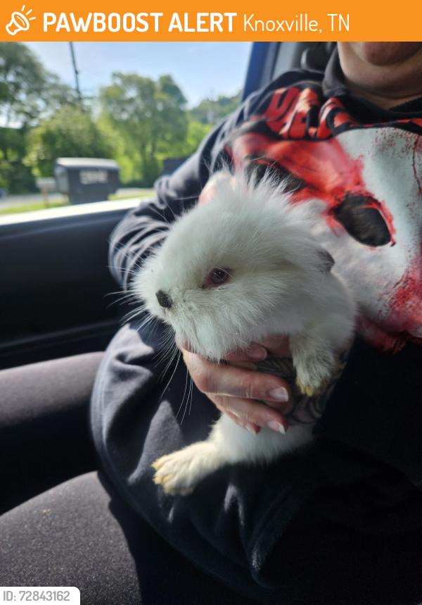 Found/Stray Unknown Rabbit last seen Ault rd and Houston dr , Knoxville, TN 37914