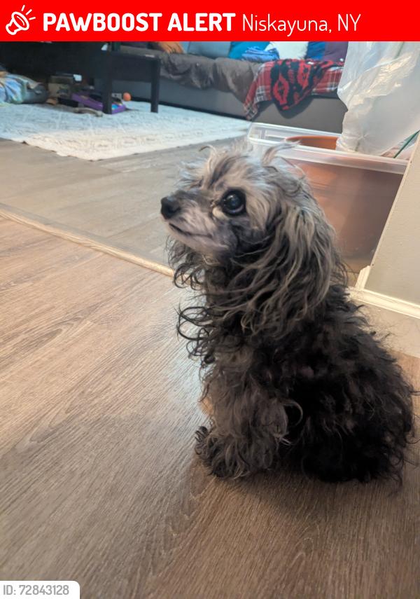 Lost Female Dog last seen Balltown rd and hexam rd , Niskayuna, NY 12309