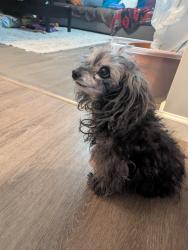 Lost Female Dog last seen Balltown rd and hexam rd , Niskayuna, NY 12309