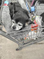 Lost Male Dog last seen Muckleshoot casino parking grge, Auburn, WA 98002
