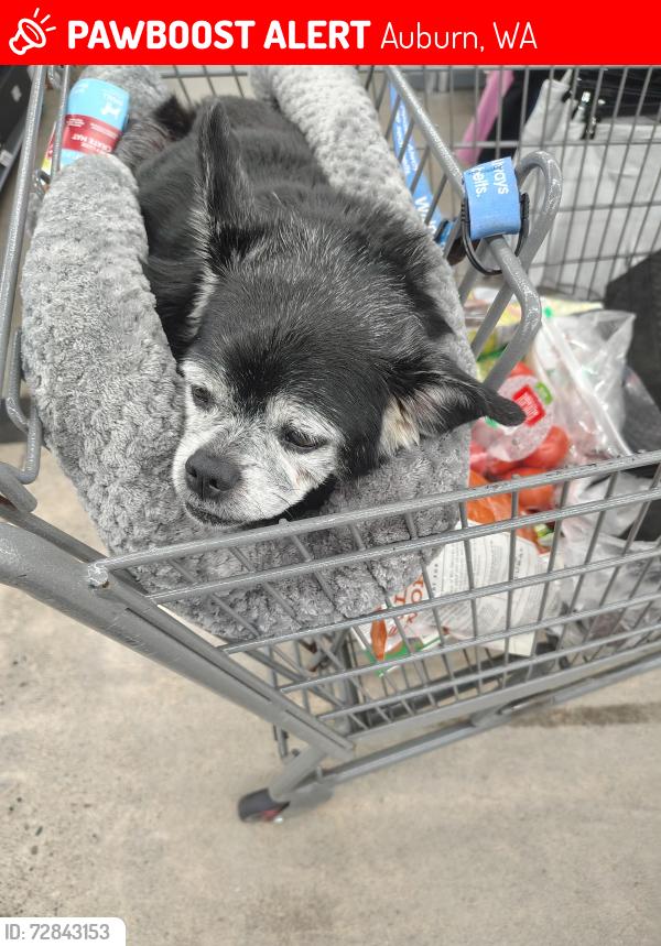 Lost Male Dog last seen Muckleshoot casino parking grge, Auburn, WA 98002