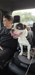 Found/Stray Male Dog last seen Highway 148 exit off Hwy 175, Crandall, TX 75114
