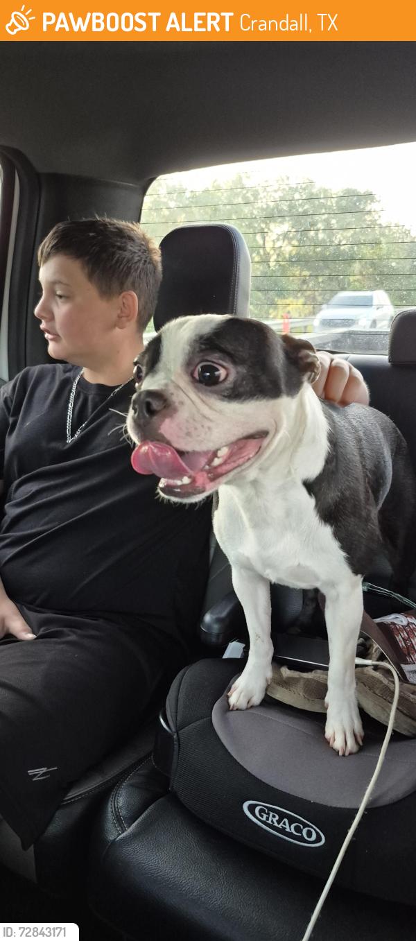 Found/Stray Male Dog last seen Highway 148 exit off Hwy 175, Crandall, TX 75114