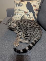 Reunited Male Cat last seen 121st/sheridan , Bixby, OK 74008