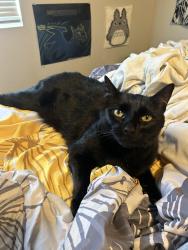 Lost Male Cat last seen 7-Eleven , Everett, WA 98208