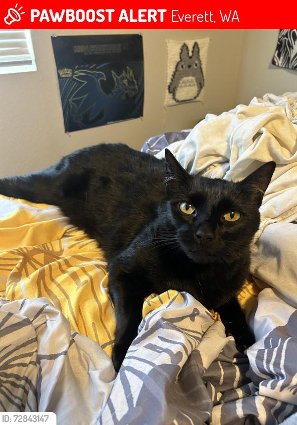 Lost Male Cat last seen 7-Eleven , Everett, WA 98208
