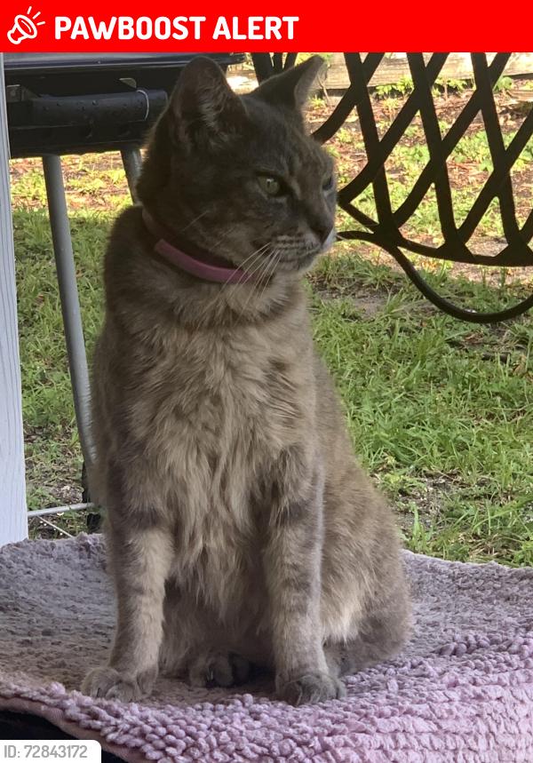 Lost Female Cat last seen Federal highway and 6th avenue north, Lake Worth Beach, FL 33460